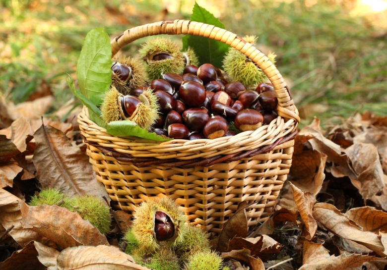 Castagne - Caldarroste come cucinarle